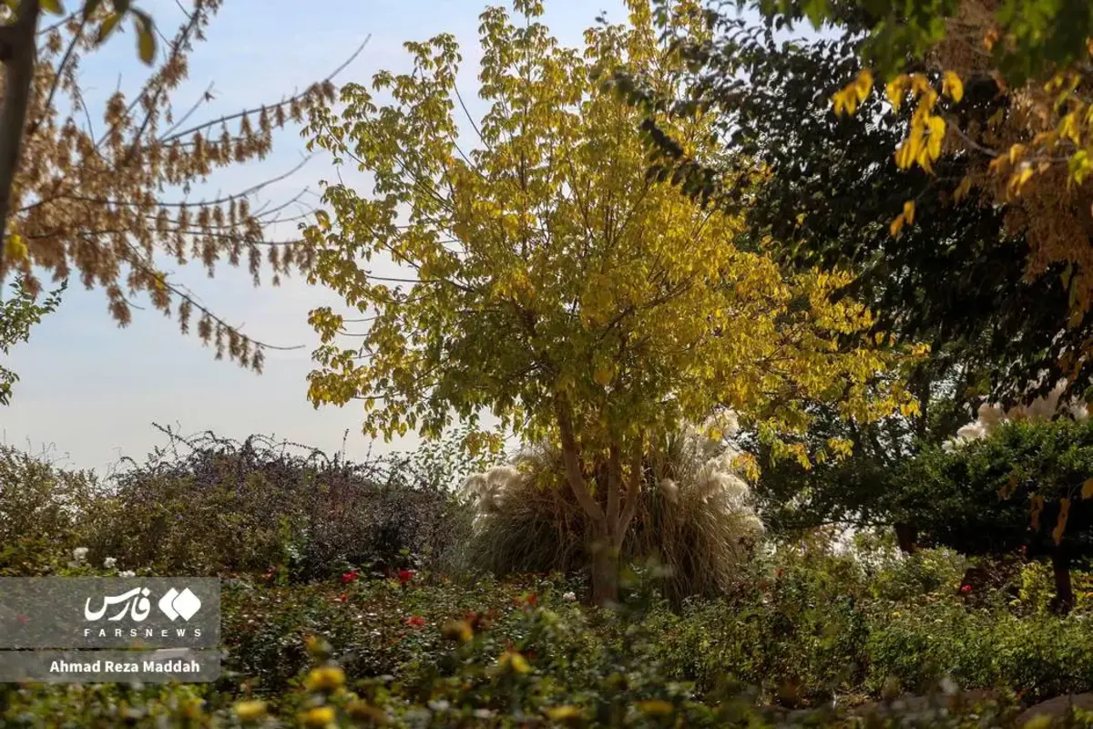 رقص برگ‌های پاییزی در باغ گل‌های شیراز