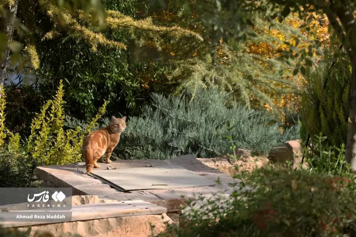 رقص برگ‌های پاییزی در باغ گل‌های شیراز