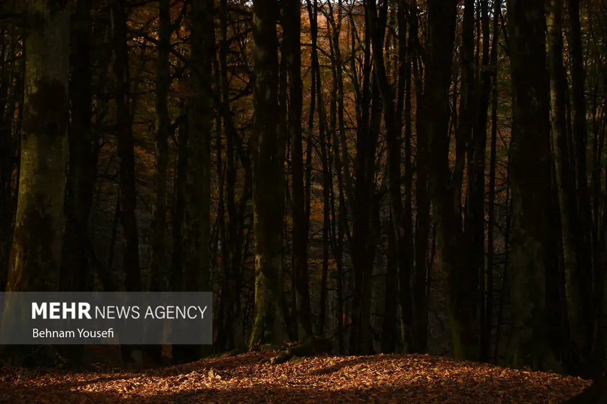 افسون برگ‌ها در پاییز هزار رنگ مازندران