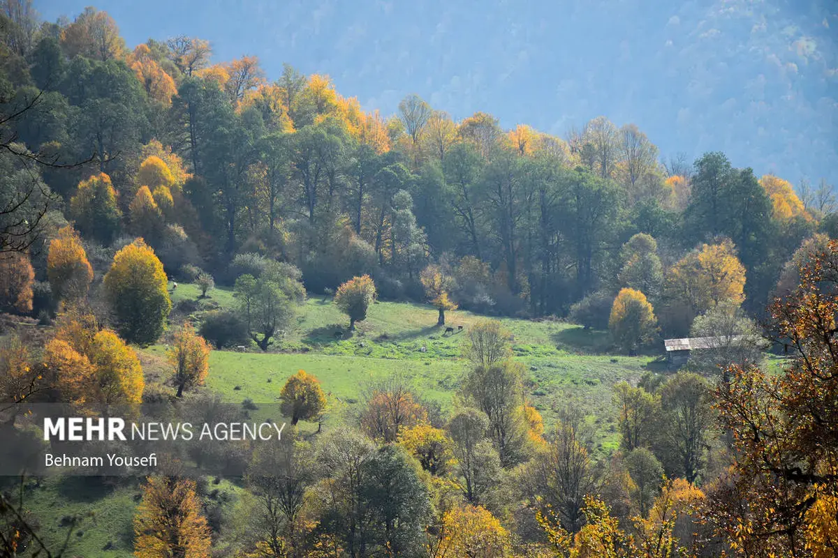 افسون برگ‌ها در پاییز هزار رنگ مازندران