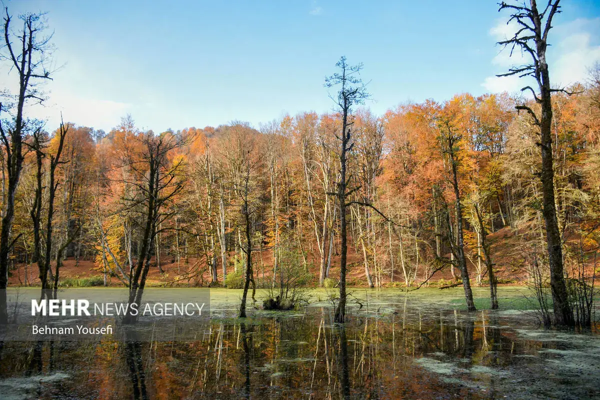 افسون برگ‌ها در پاییز هزار رنگ مازندران
