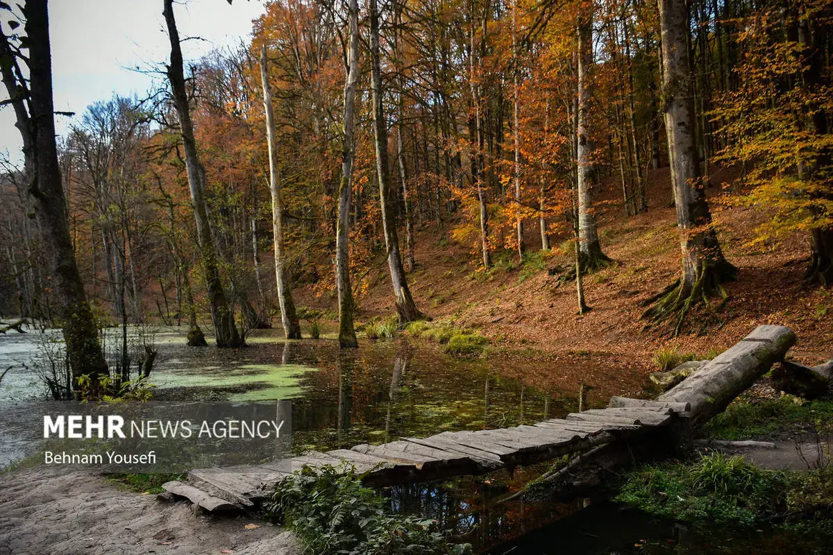 افسون برگ‌ها در پاییز هزار رنگ مازندران