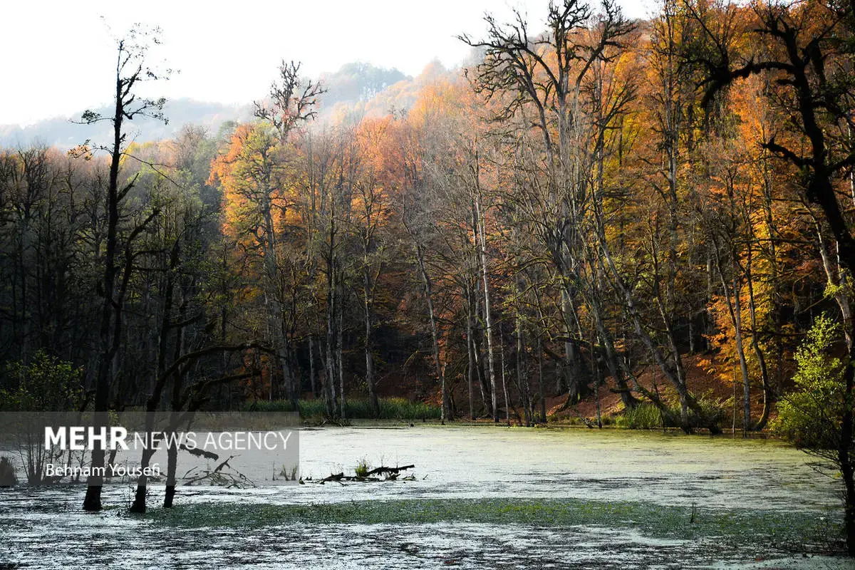 افسون برگ‌ها در پاییز هزار رنگ مازندران