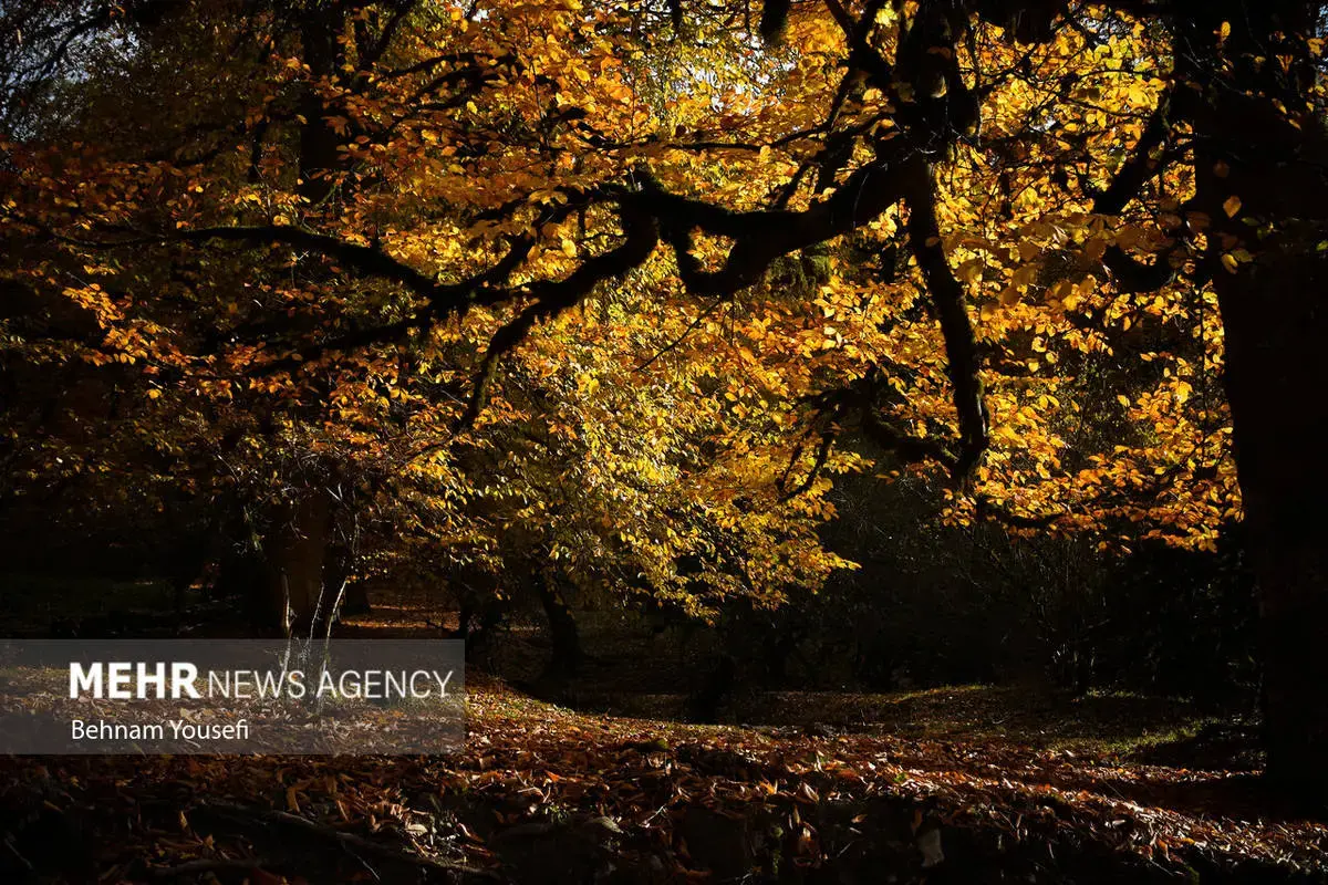 افسون برگ‌ها در پاییز هزار رنگ مازندران