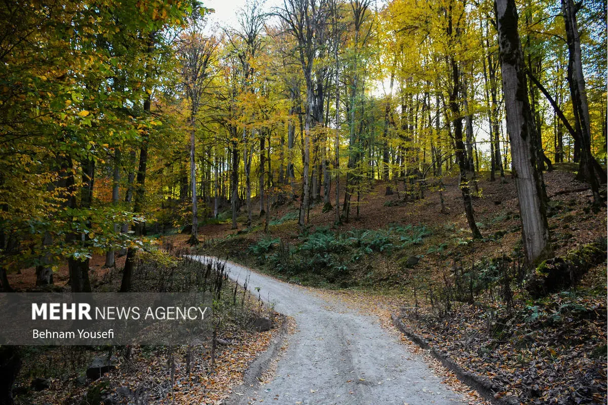 افسون برگ‌ها در پاییز هزار رنگ مازندران