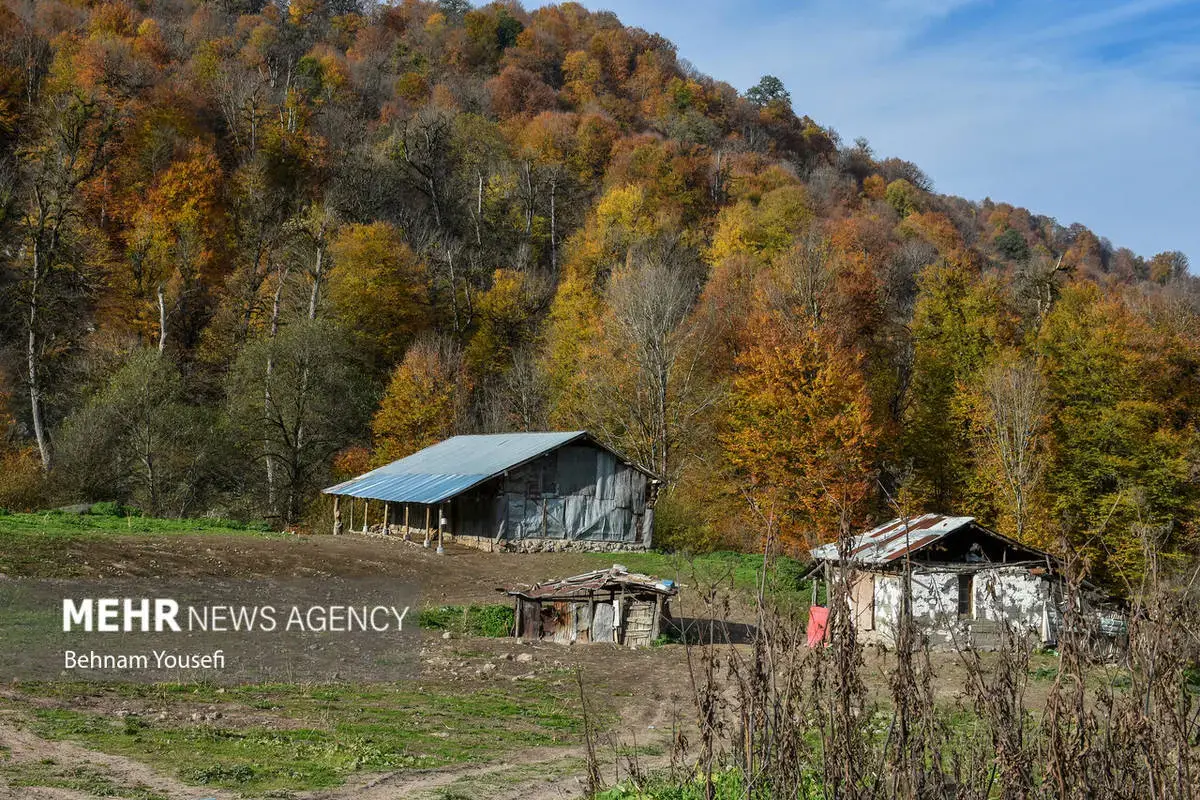 افسون برگ‌ها در پاییز هزار رنگ مازندران