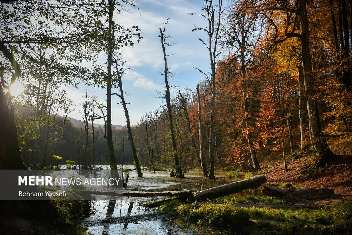افسون برگ‌ها در پاییز هزار رنگ مازندران
