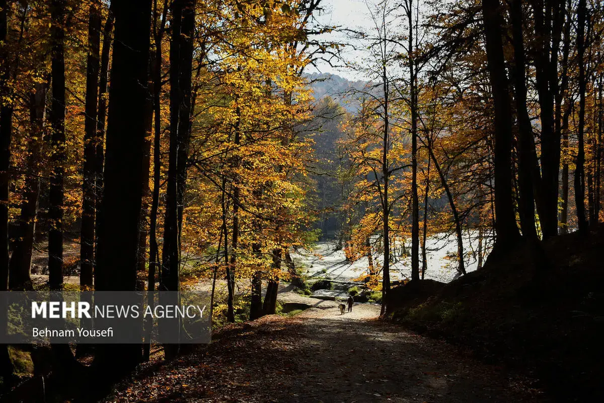 افسون برگ‌ها در پاییز هزار رنگ مازندران