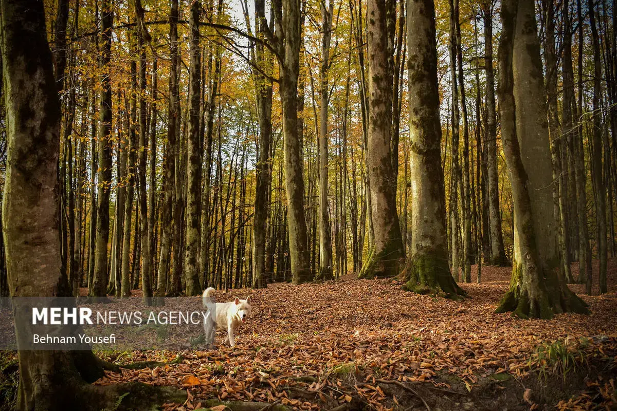 افسون برگ‌ها در پاییز هزار رنگ مازندران