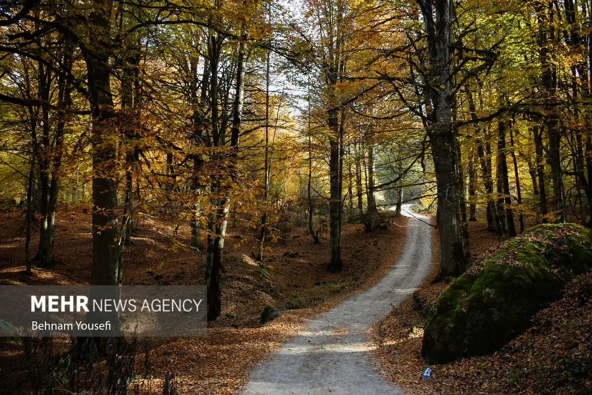 افسون برگ‌ها در پاییز هزار رنگ مازندران