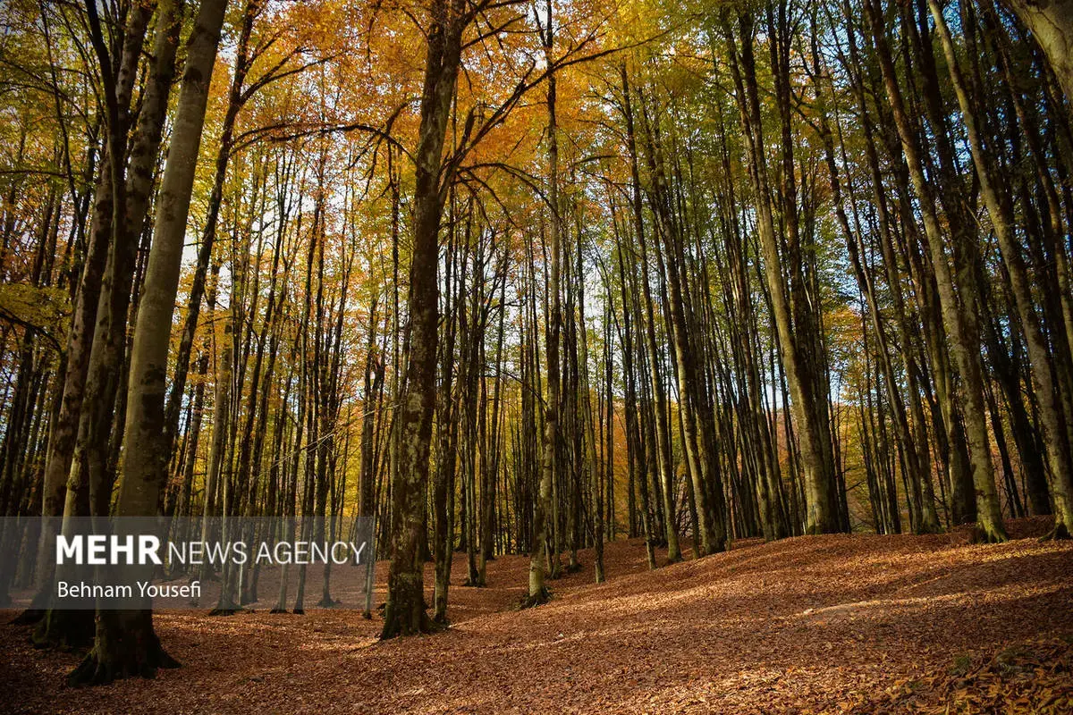 افسون برگ‌ها در پاییز هزار رنگ مازندران