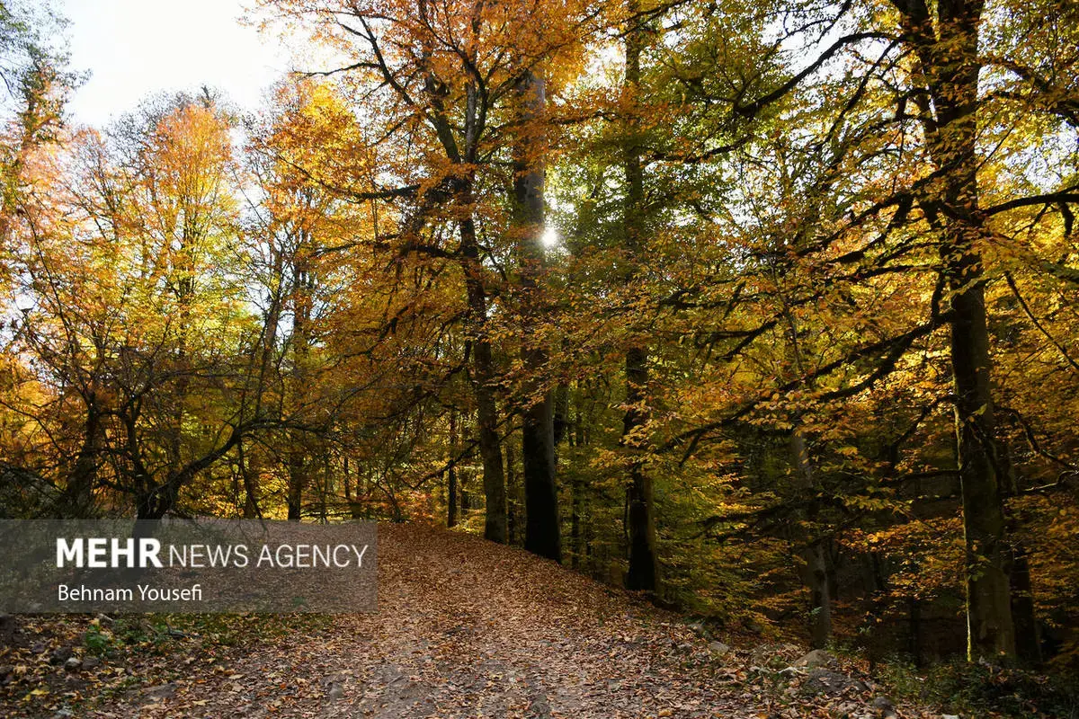 افسون برگ‌ها در پاییز هزار رنگ مازندران