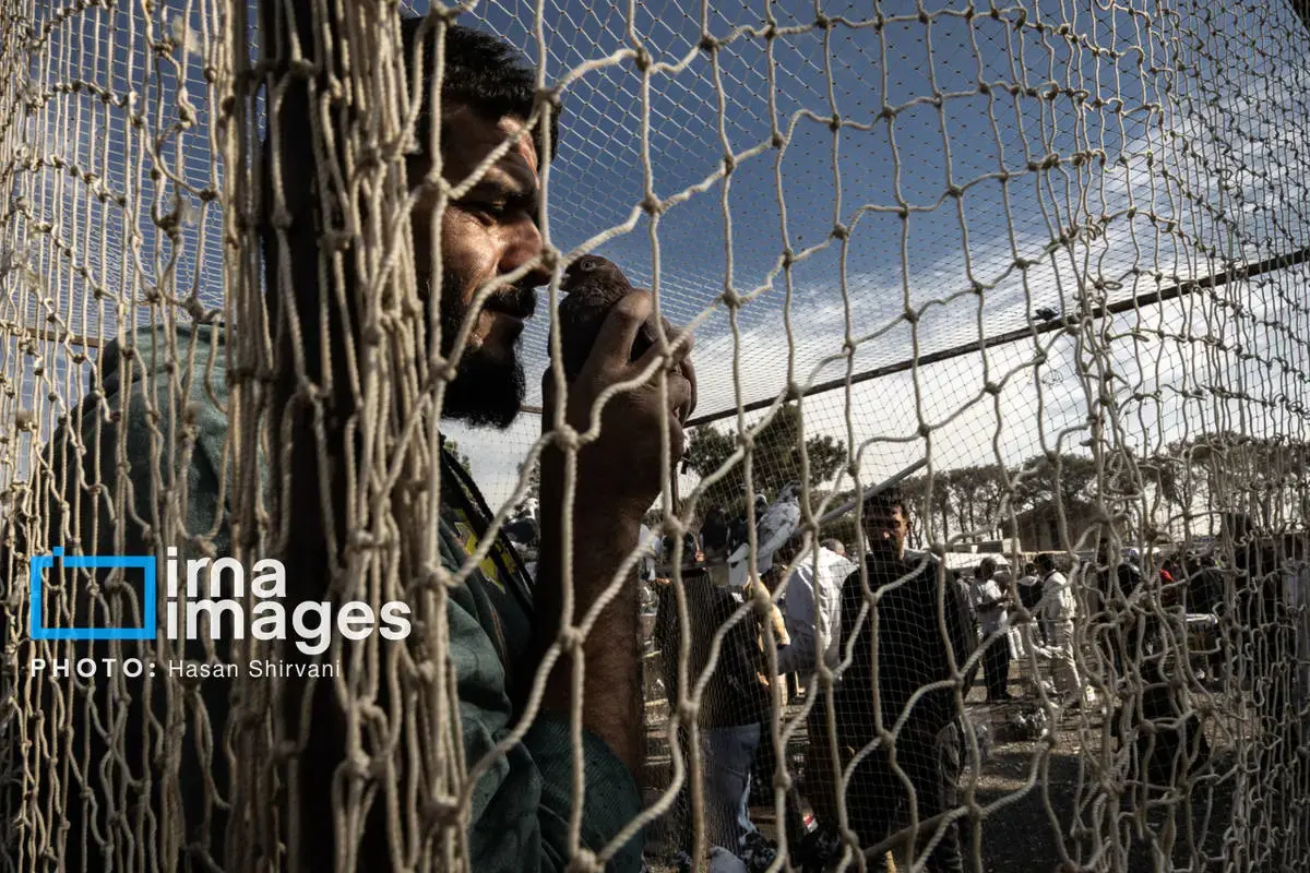 روایت کبوترفروشان آزادگان