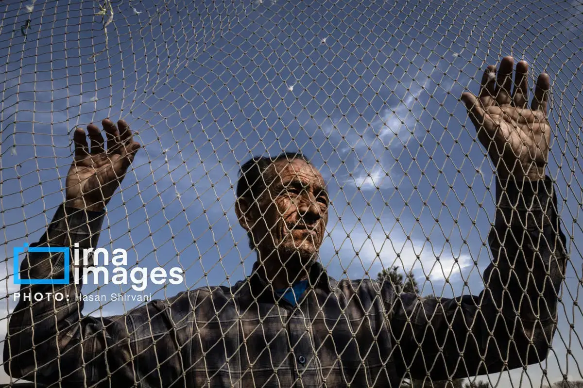 روایت کبوترفروشان آزادگان