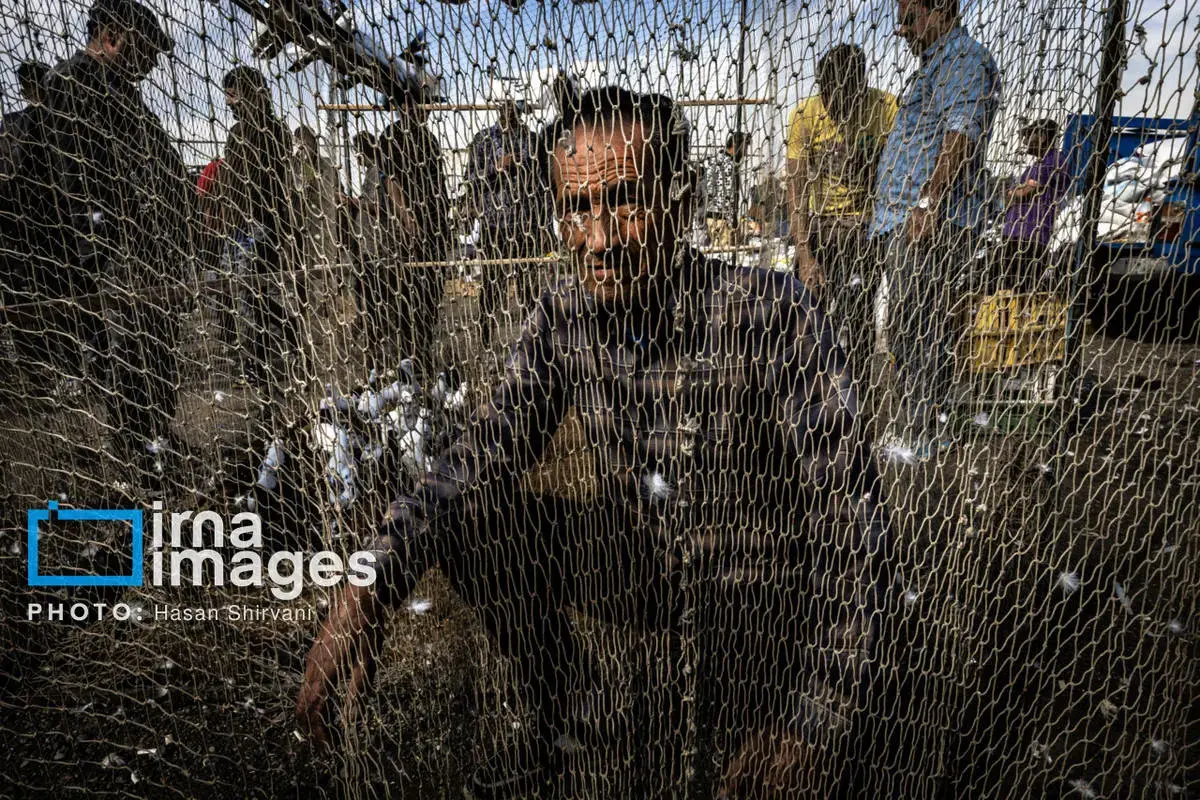 روایت کبوترفروشان آزادگان