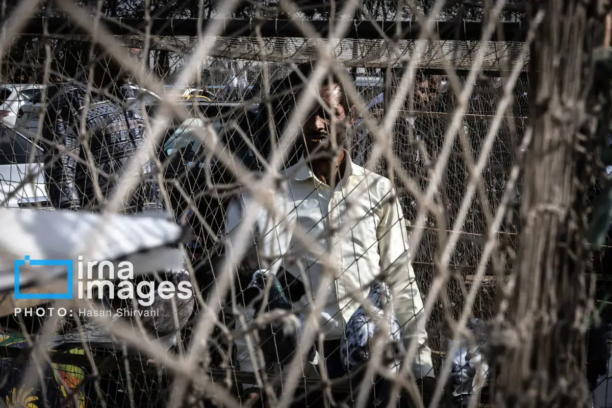 روایت کبوترفروشان آزادگان