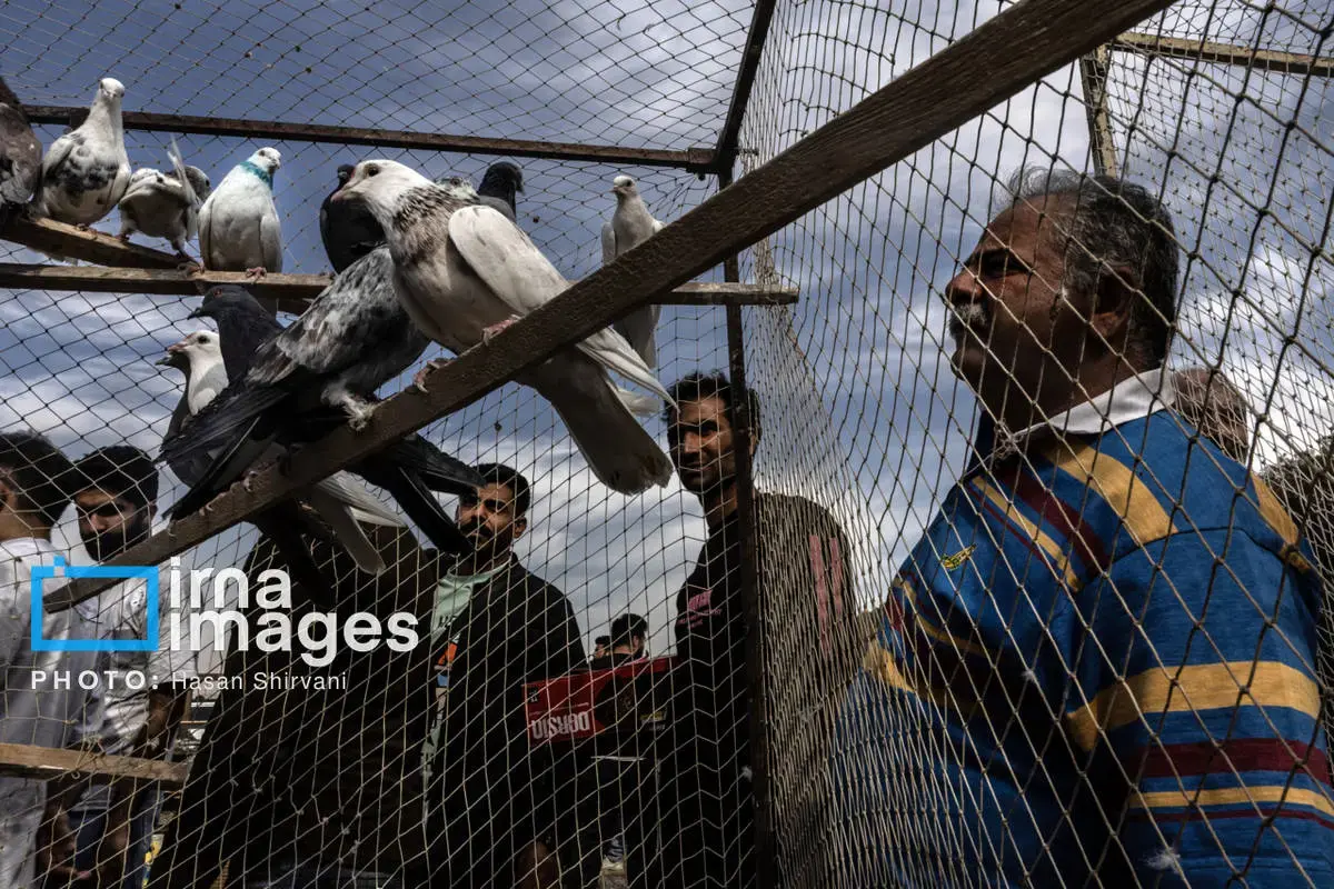 روایت کبوترفروشان آزادگان