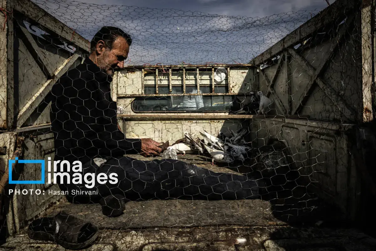 روایت کبوترفروشان آزادگان