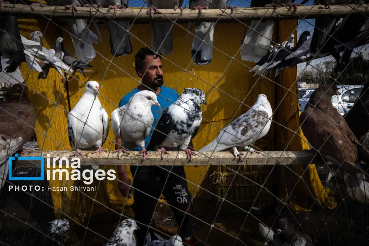 روایت کبوترفروشان آزادگان