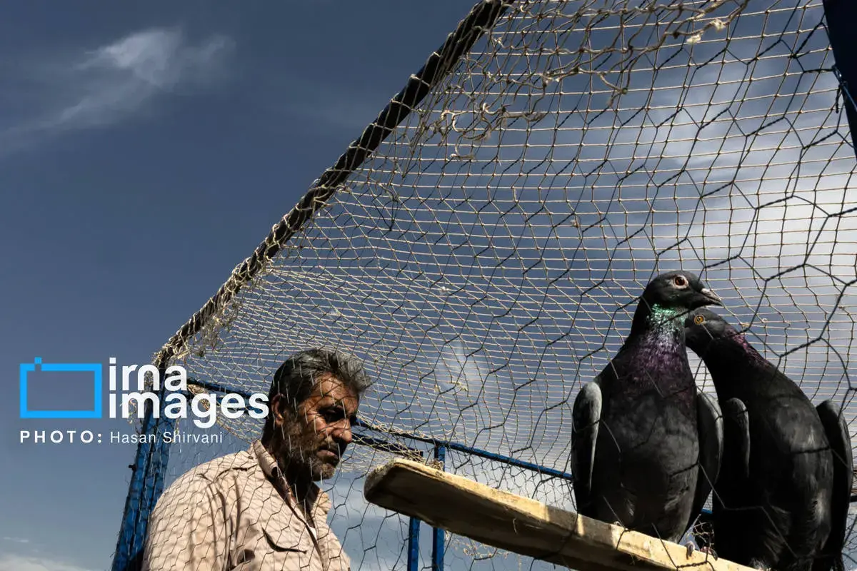 روایت کبوترفروشان آزادگان