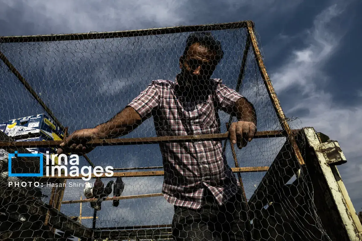 روایت کبوترفروشان آزادگان