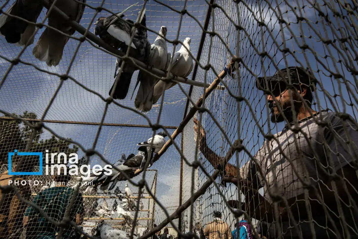 روایت کبوترفروشان آزادگان