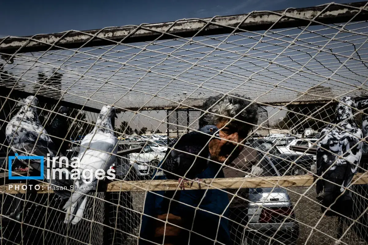 روایت کبوترفروشان آزادگان