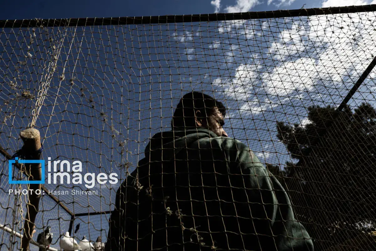 روایت کبوترفروشان آزادگان