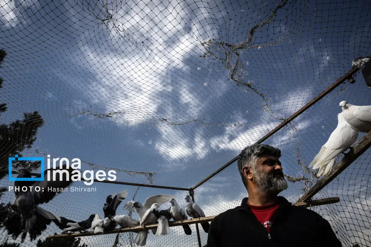 روایت کبوترفروشان آزادگان