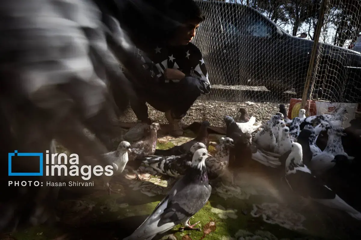 روایت کبوترفروشان آزادگان