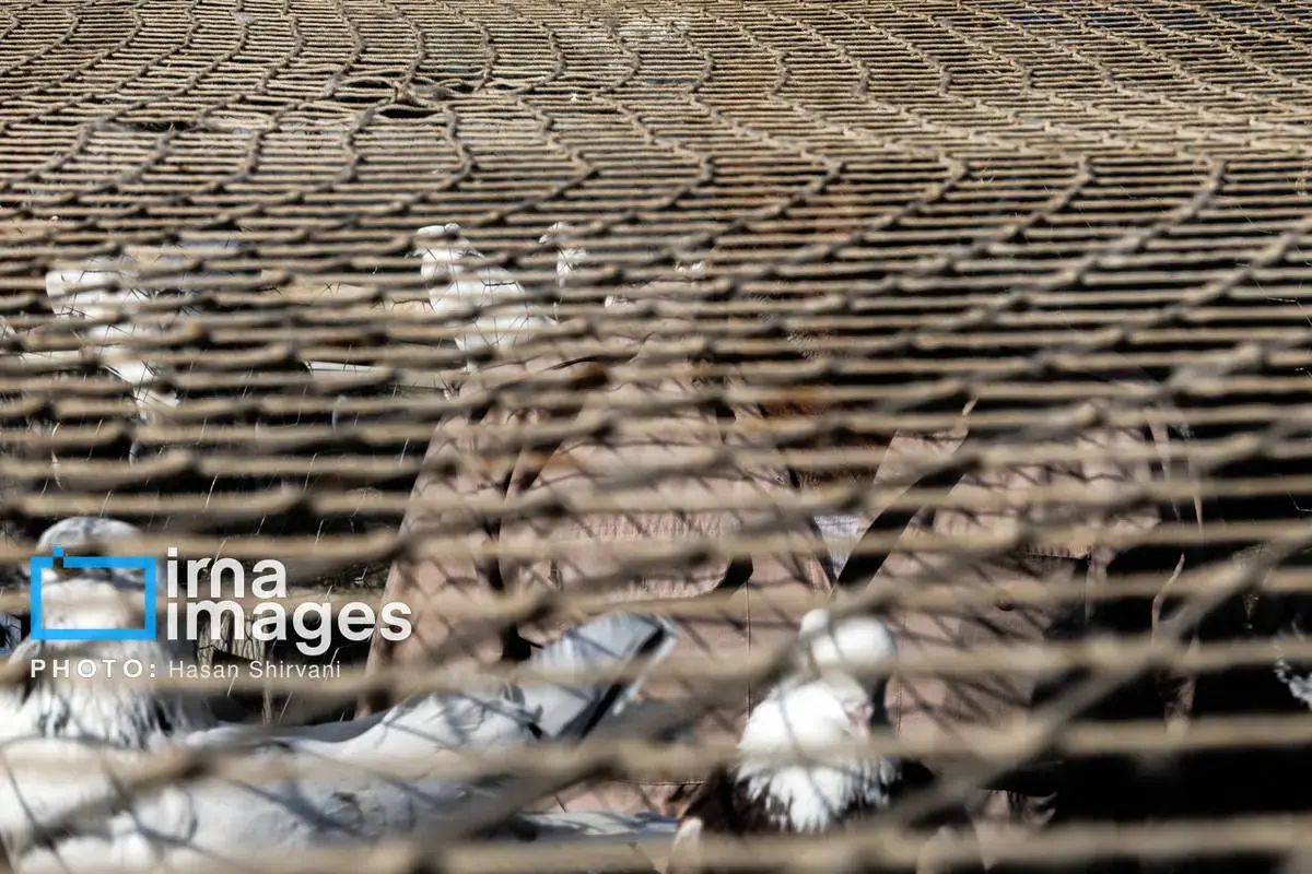 روایت کبوترفروشان آزادگان