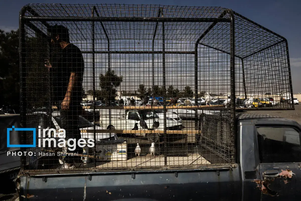 روایت کبوترفروشان آزادگان