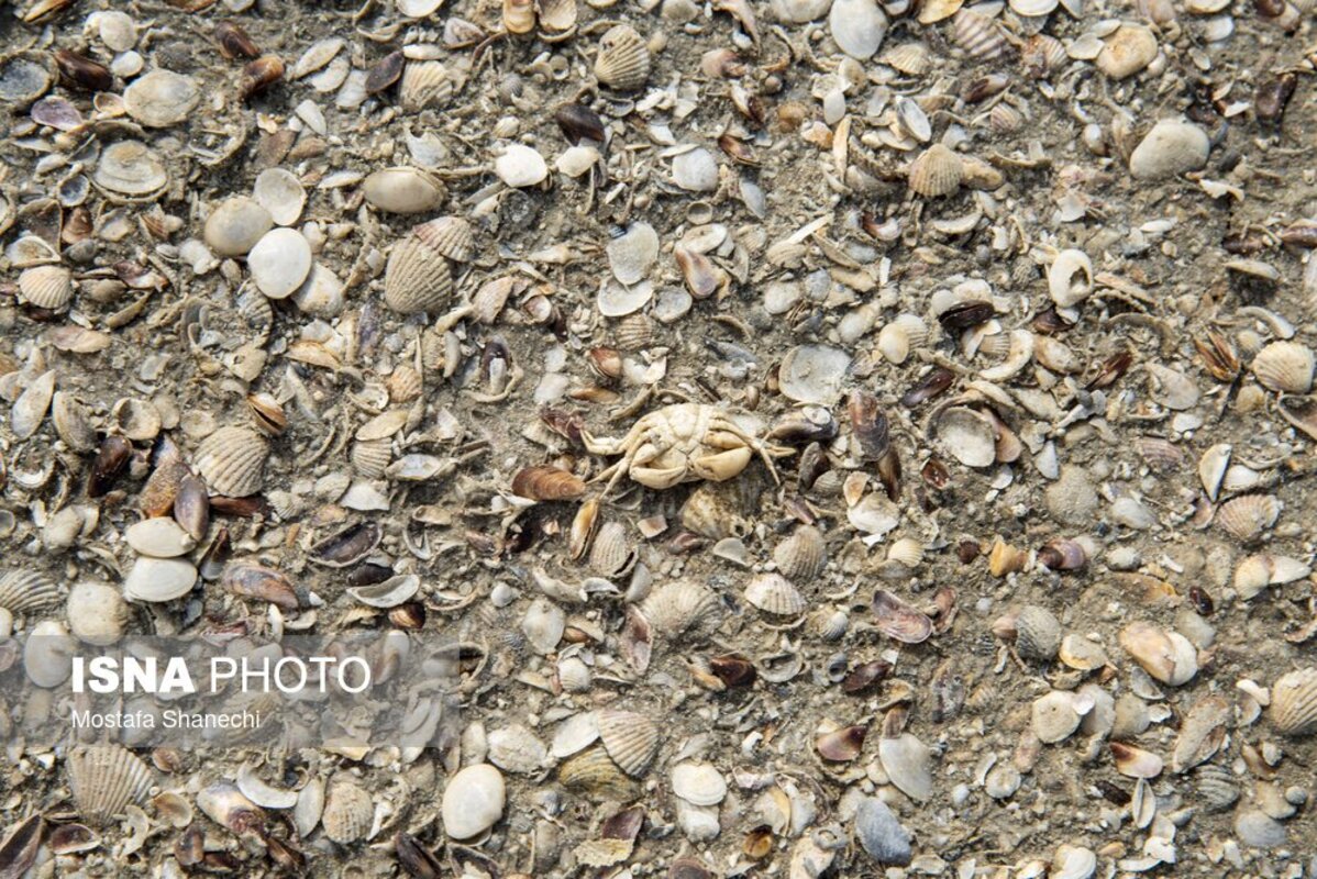 دریای خزر آخرین نفس‌هایش را می‌کشد