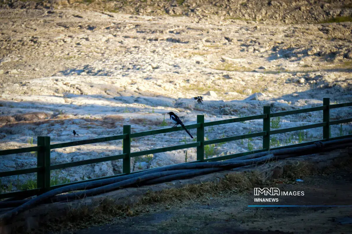  مرگِ نیلوفر کرمانشاه، زیبایی‌ای که خاموش شد 