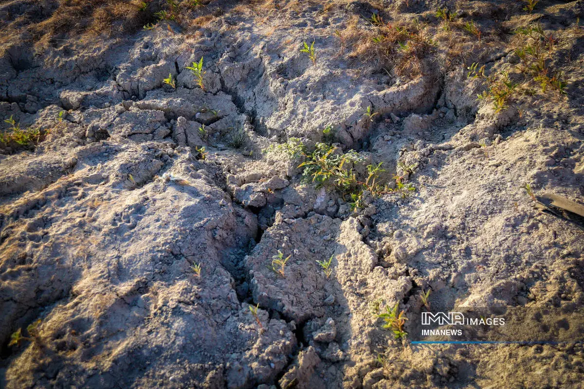  مرگِ نیلوفر کرمانشاه، زیبایی‌ای که خاموش شد 