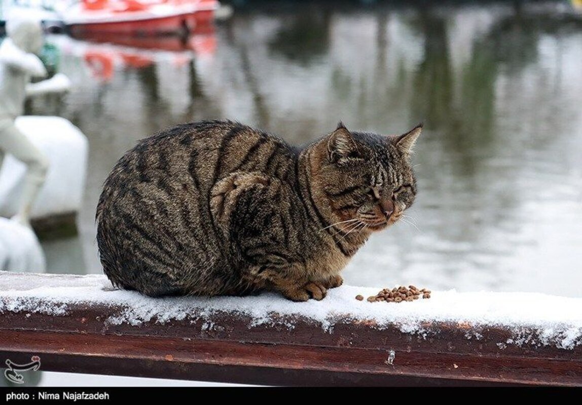 بارش شدید برف پاییزی در مشهد