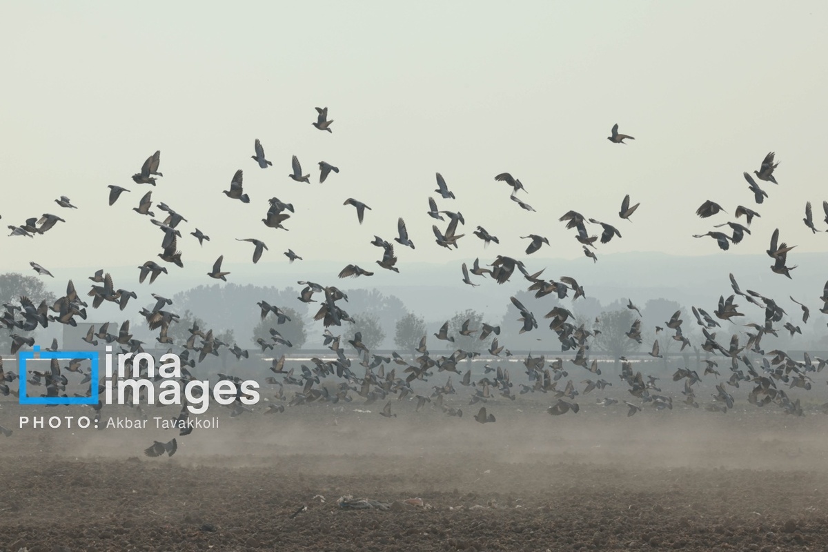 تهران زیر ابری از دود و ذرات خطرناک