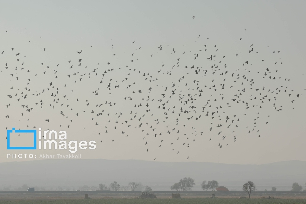 تهران زیر ابری از دود و ذرات خطرناک