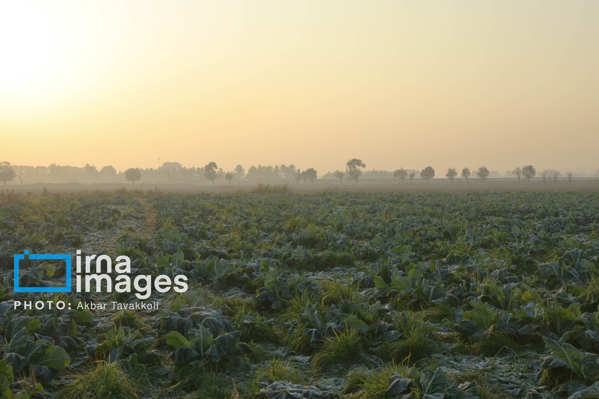 تهران زیر ابری از دود و ذرات خطرناک