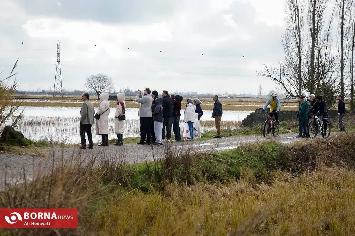 سرخرود مازندران میزبان قو‌های آوازخوان 