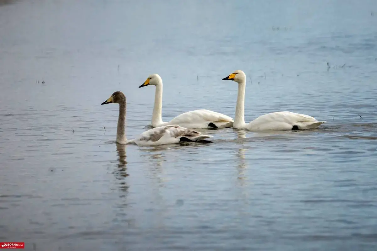 سرخرود مازندران میزبان قو‌های آوازخوان 