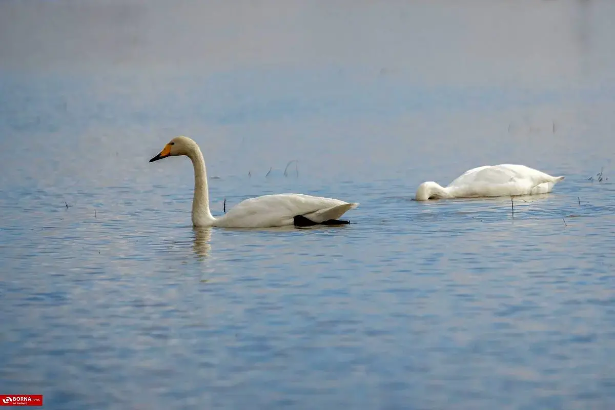 سرخرود مازندران میزبان قو‌های آوازخوان 