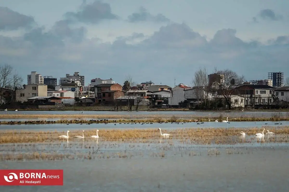 سرخرود مازندران میزبان قو‌های آوازخوان 