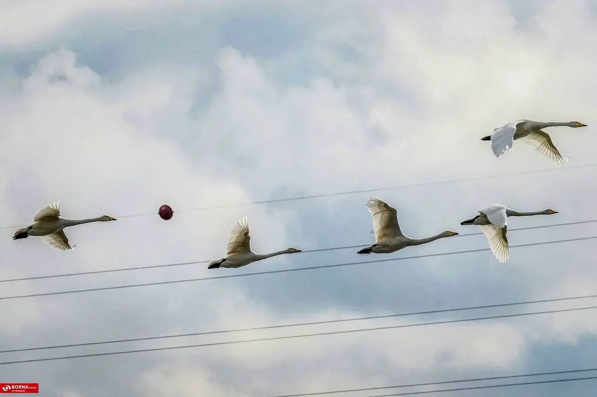 سرخرود مازندران میزبان قو‌های آوازخوان 