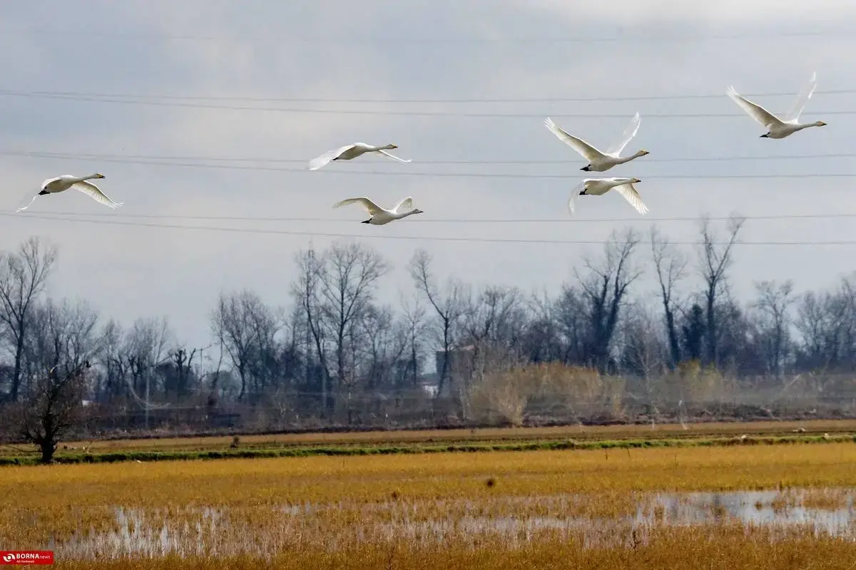 سرخرود مازندران میزبان قو‌های آوازخوان 