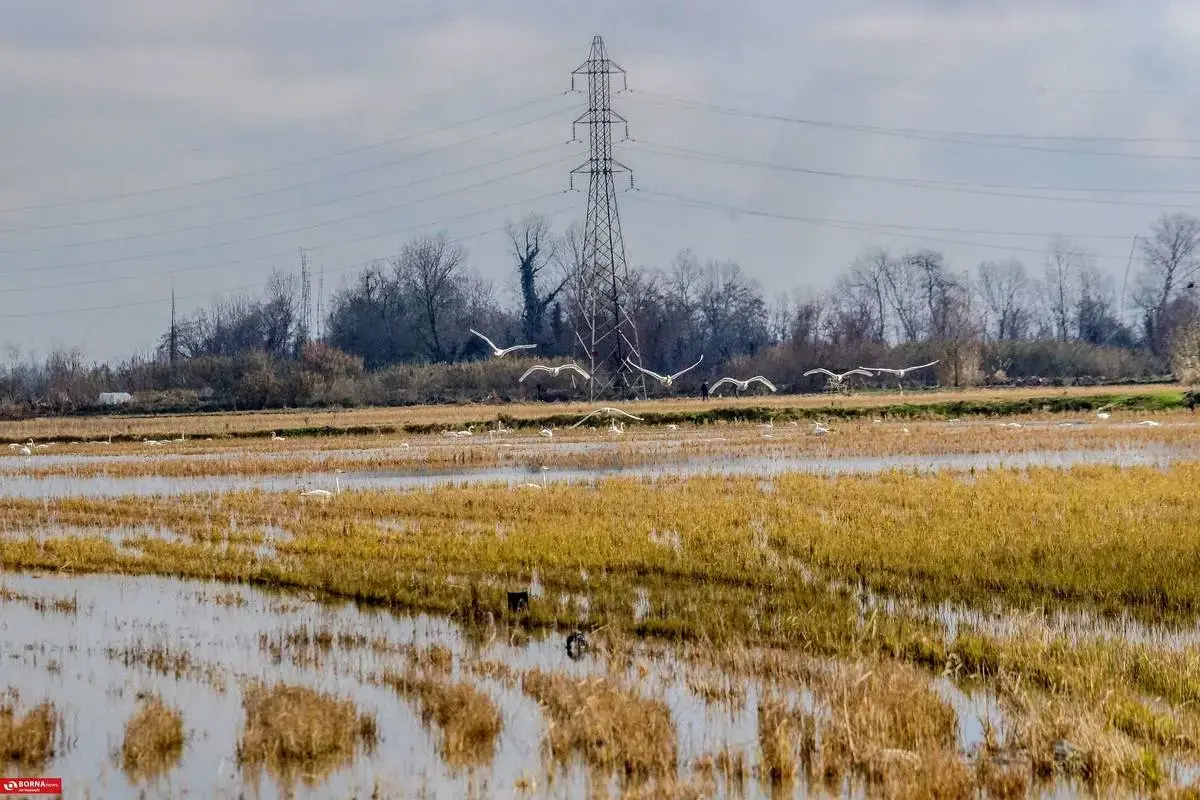 سرخرود مازندران میزبان قو‌های آوازخوان 
