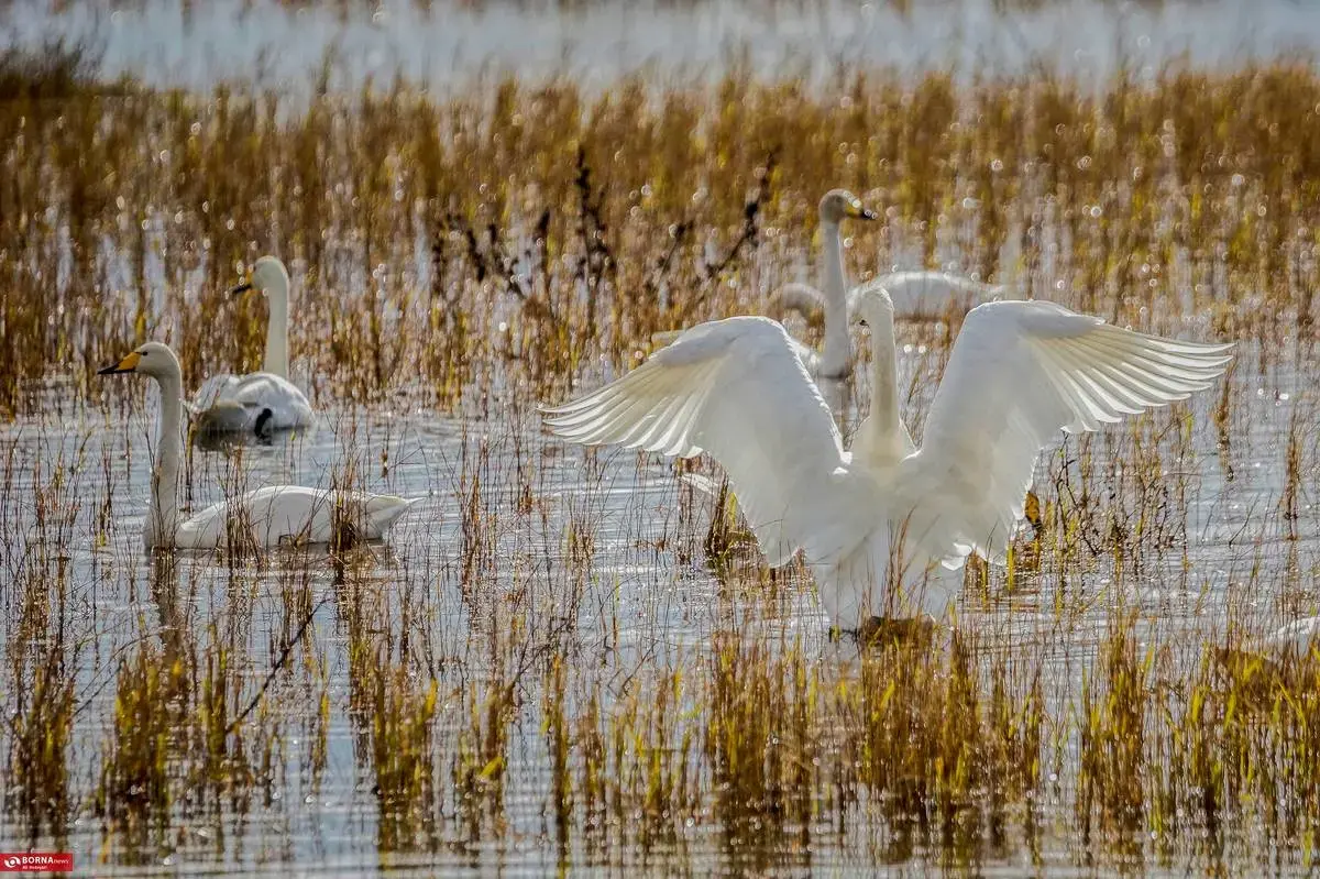 سرخرود مازندران میزبان قو‌های آوازخوان 