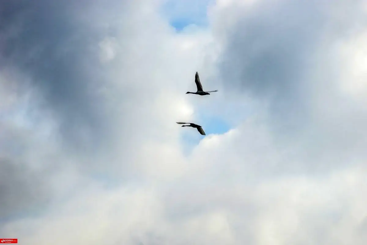 سرخرود مازندران میزبان قو‌های آوازخوان 