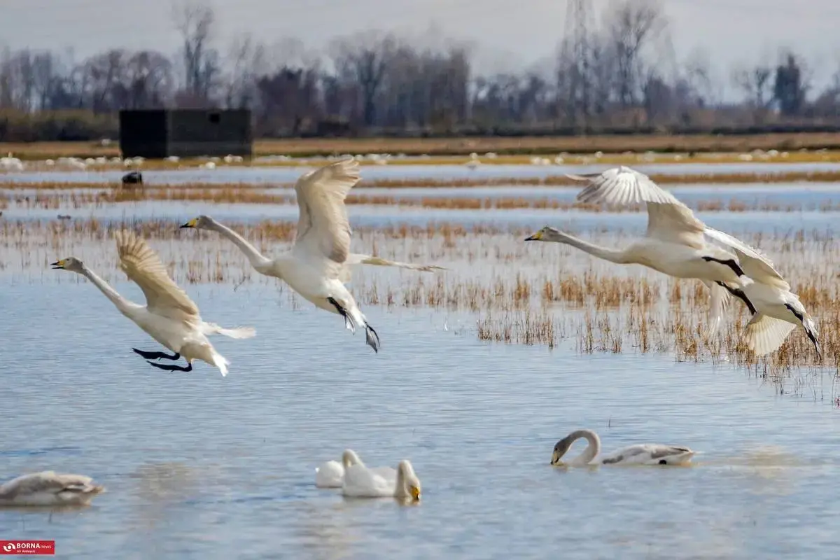 سرخرود مازندران میزبان قو‌های آوازخوان 