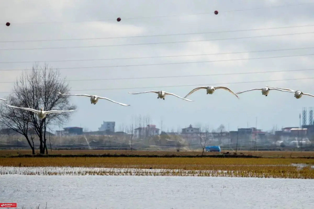 سرخرود مازندران میزبان قو‌های آوازخوان 